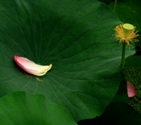 残荷