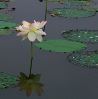 荷