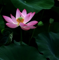 荷