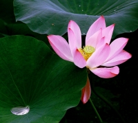 荷