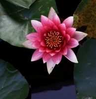 睡莲