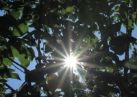 夏日野趣