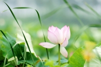 2012.07.07-潘集后湖转了转