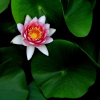 睡莲