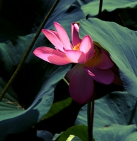 秋荷