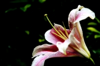 百合花