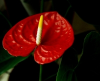 红掌