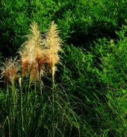 又是茅草开花时