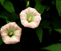 路边小花