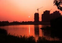 夕阳红