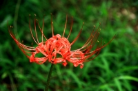 无名花