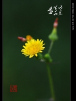 又见黄花香