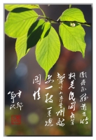 一枝一叶总关情