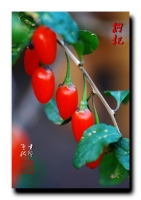 枸杞