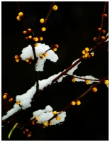 腊梅傲雪