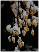 雪景小品