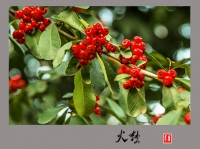 火棘