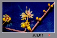 腊梅报春