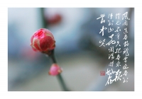 红梅