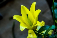 小花