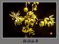 腊梅迎春