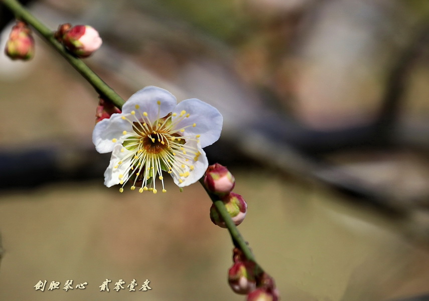 三月三日气象新,淮水岸边多丽人……2013年的梅花