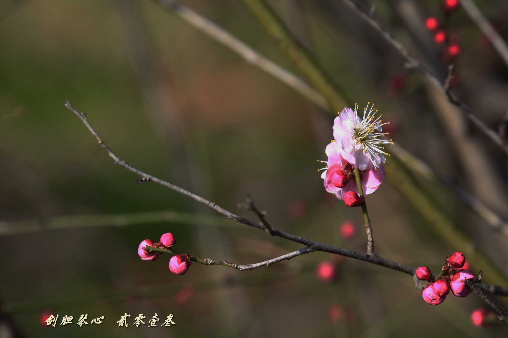 三月三日气象新,淮水岸边多丽人……2013年的梅花