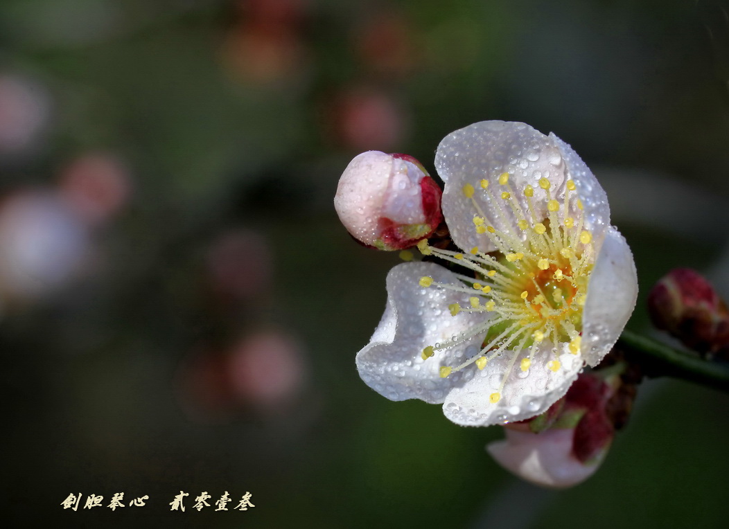 三月三日气象新,淮水岸边多丽人……2013年的梅花