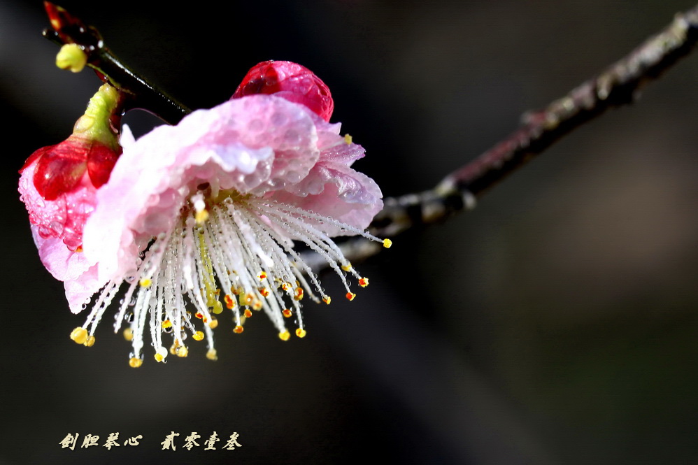 三月三日气象新,淮水岸边多丽人……2013年的梅花