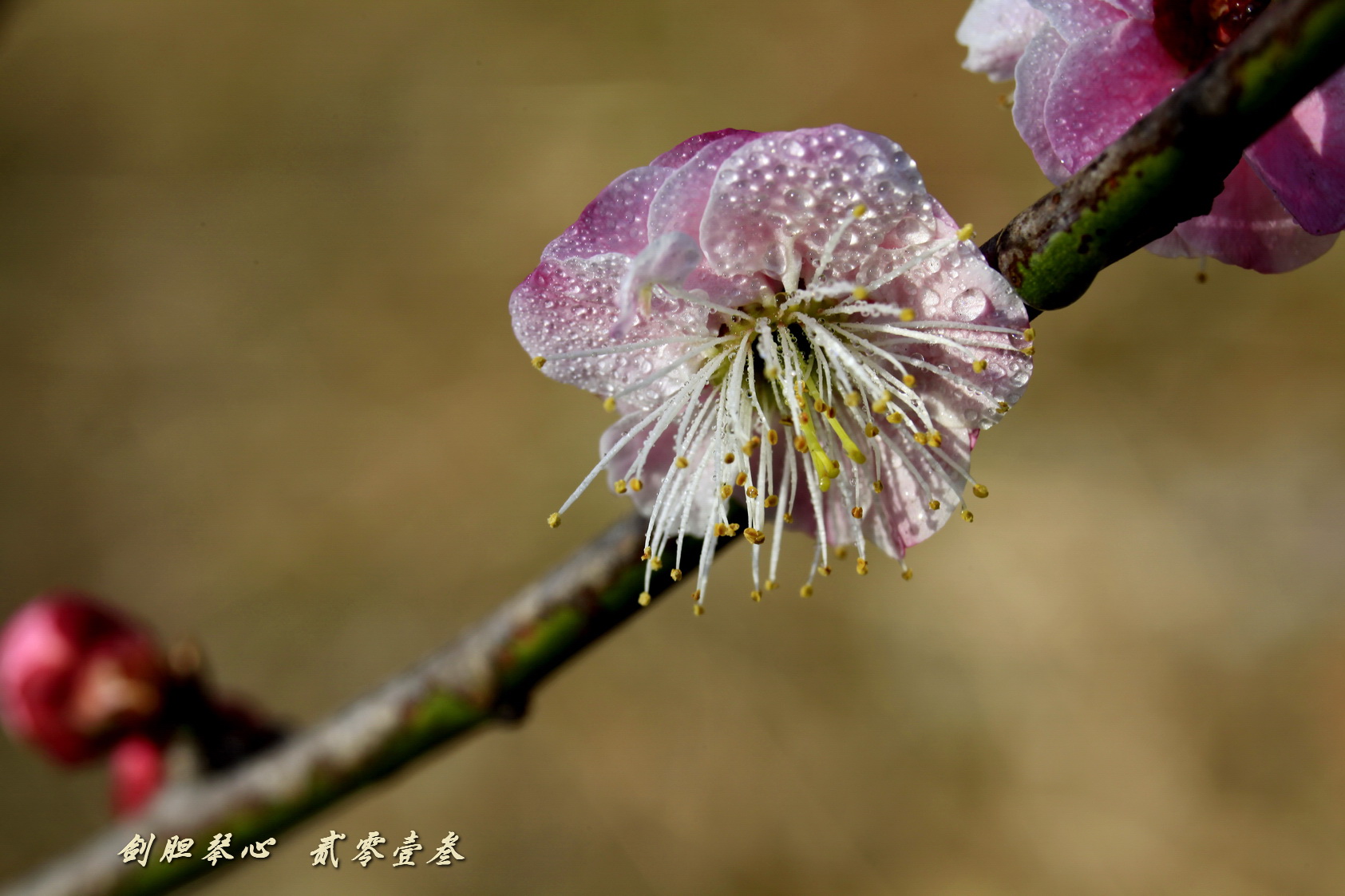 三月三日气象新,淮水岸边多丽人……2013年的梅花
