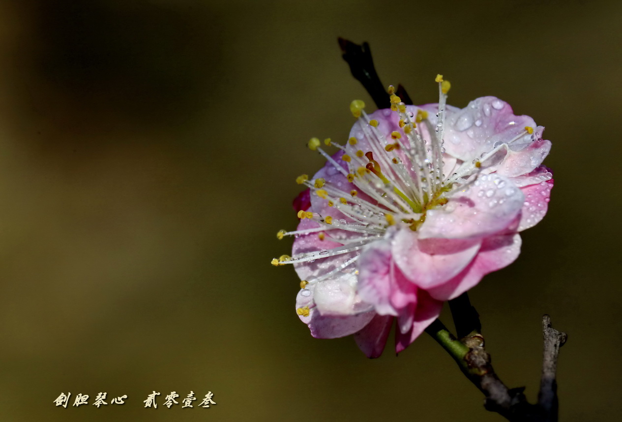 三月三日气象新,淮水岸边多丽人……2013年的梅花