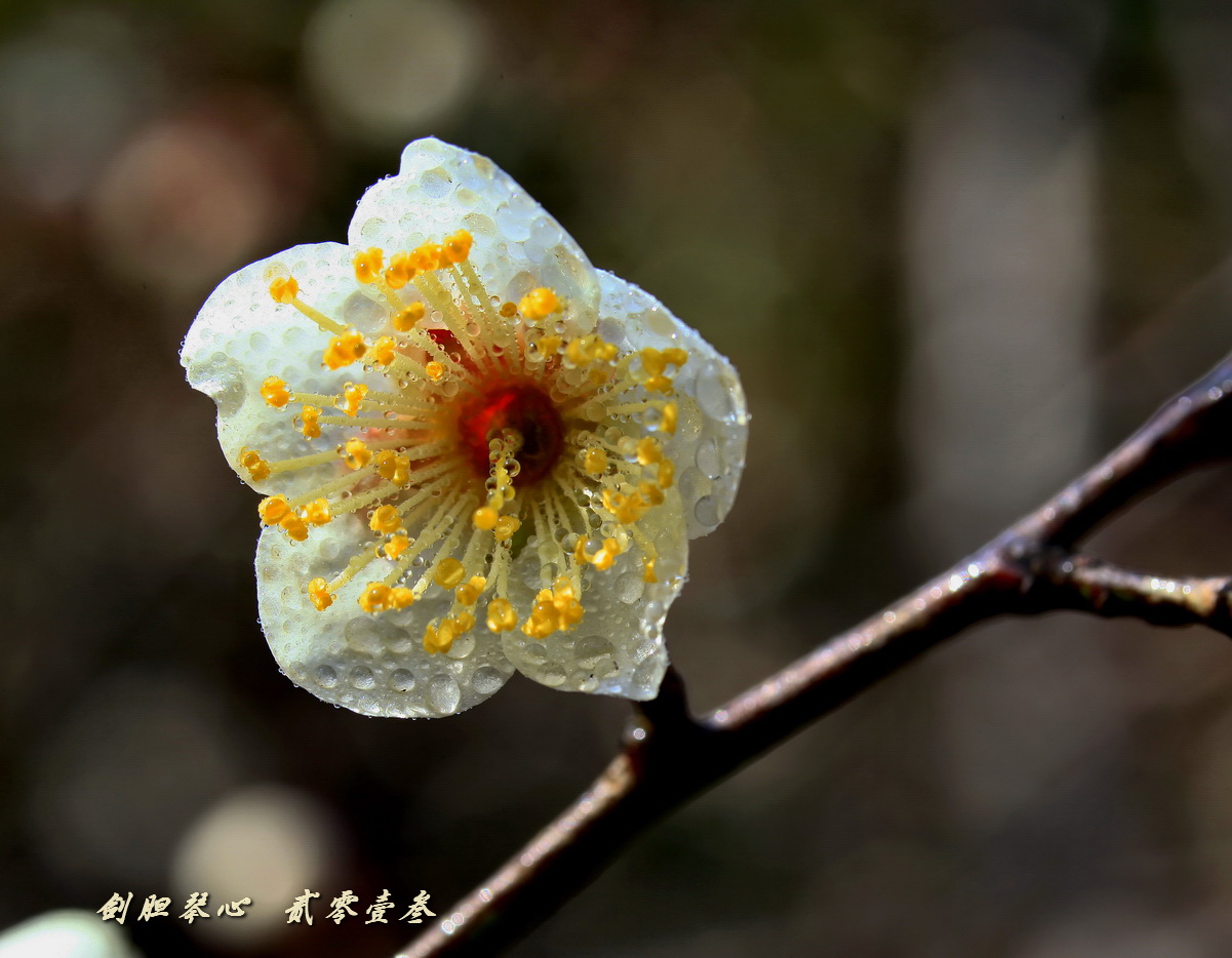 三月三日气象新,淮水岸边多丽人……2013年的梅花
