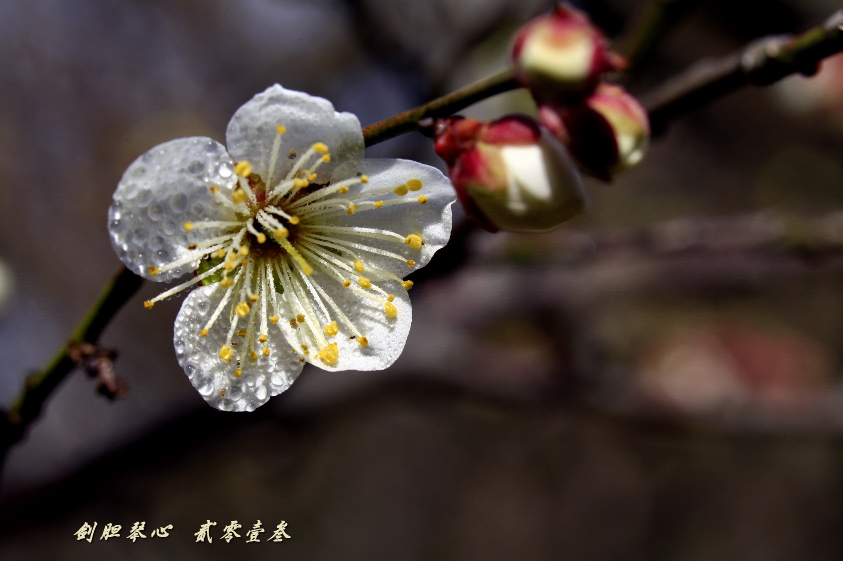 三月三日气象新,淮水岸边多丽人……2013年的梅花