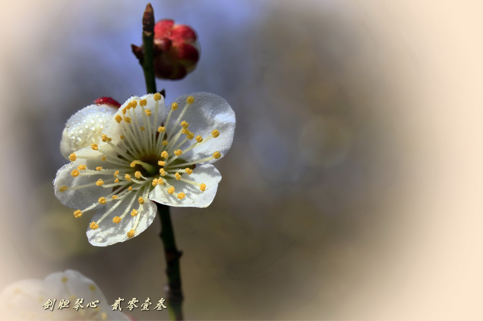 三月三日气象新,淮水岸边多丽人……2013年的梅花