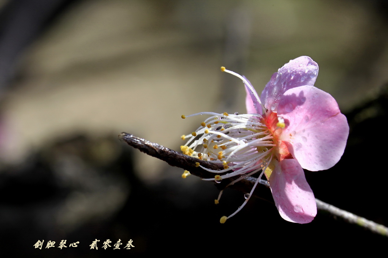 三月三日气象新,淮水岸边多丽人……2013年的梅花
