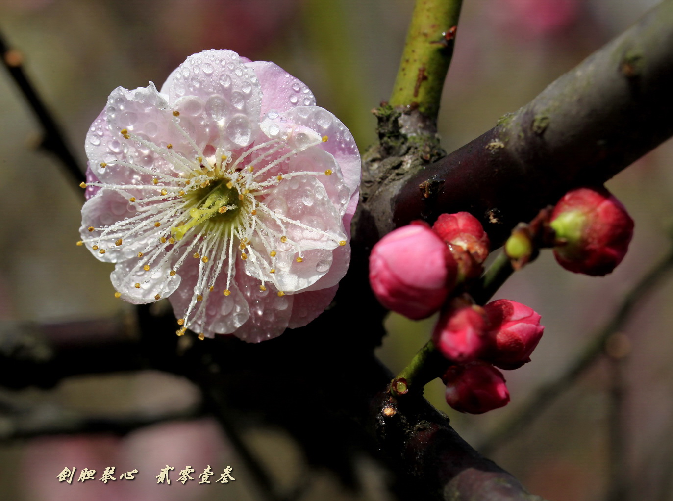 三月三日气象新,淮水岸边多丽人……2013年的梅花