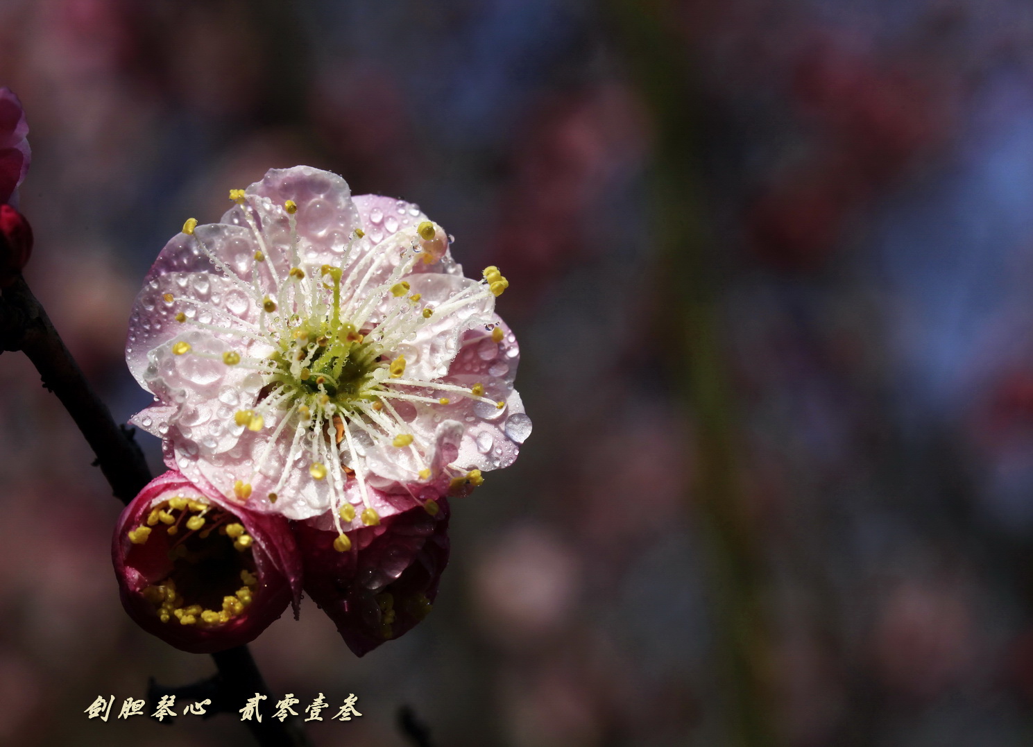 三月三日气象新,淮水岸边多丽人……2013年的梅花