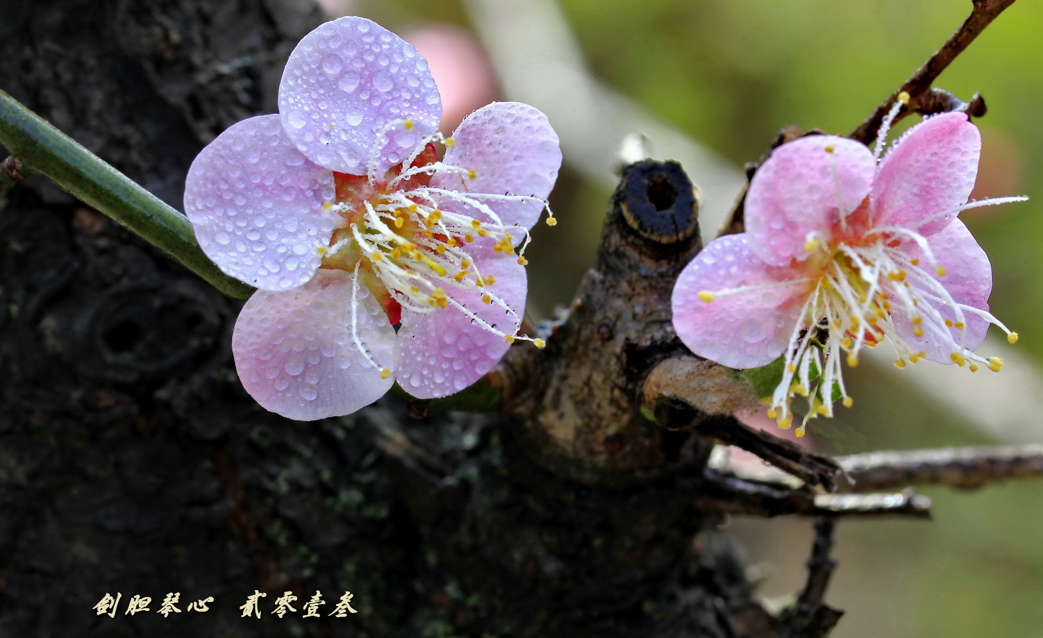 三月三日气象新,淮水岸边多丽人……2013年的梅花