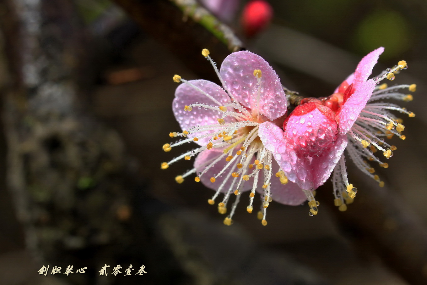 三月三日气象新,淮水岸边多丽人……2013年的梅花