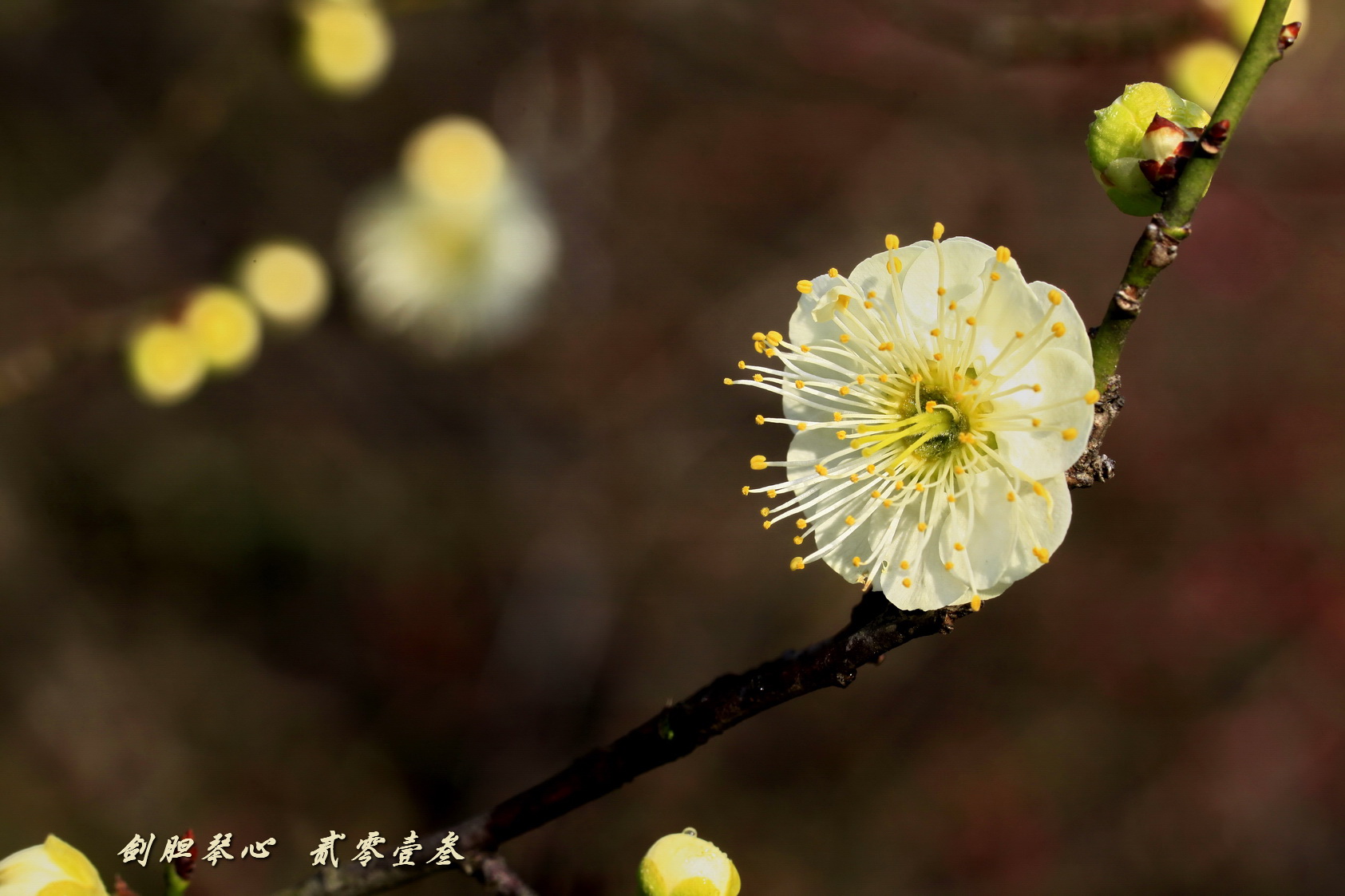 三月三日气象新,淮水岸边多丽人……2013年的梅花