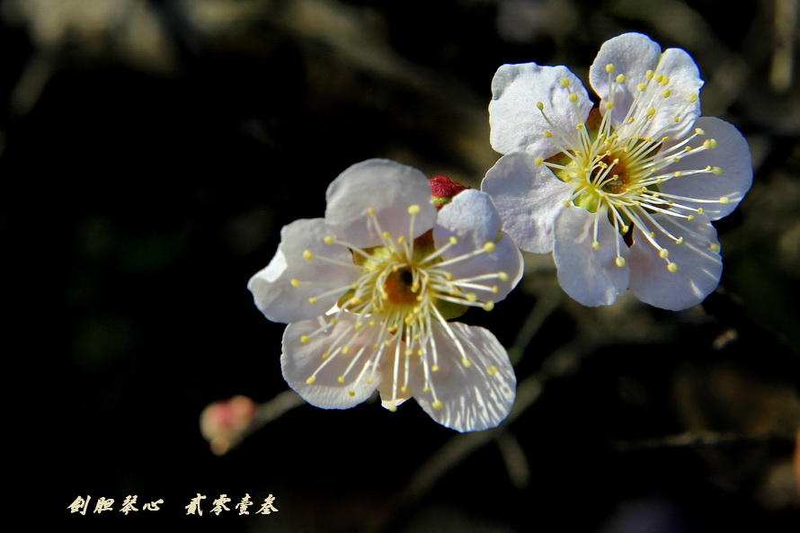 三月三日气象新,淮水岸边多丽人……2013年的梅花