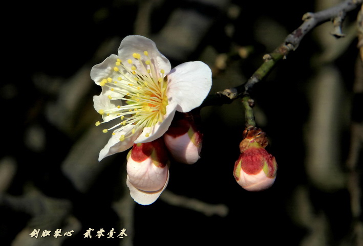 三月三日气象新,淮水岸边多丽人……2013年的梅花