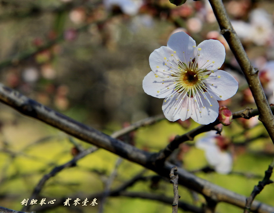 三月三日气象新,淮水岸边多丽人……2013年的梅花