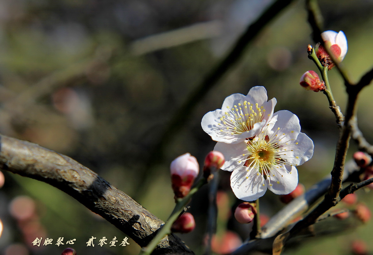 三月三日气象新,淮水岸边多丽人……2013年的梅花