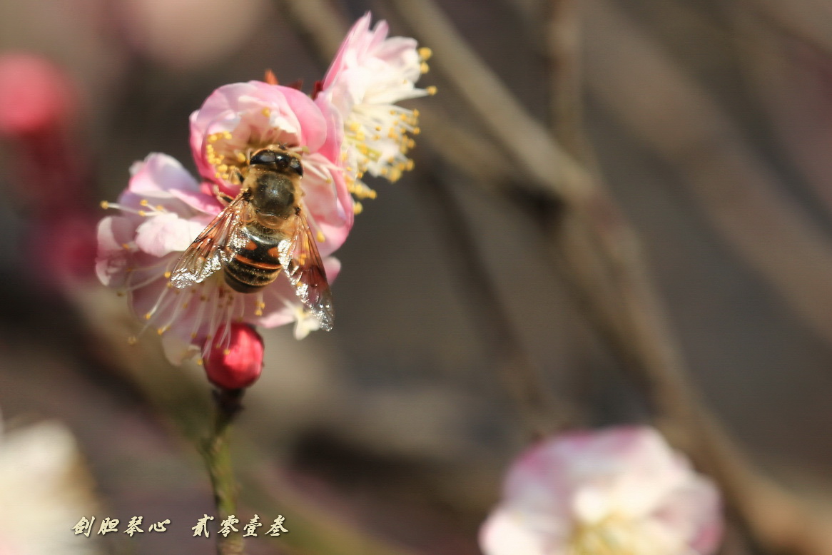 三月三日气象新,淮水岸边多丽人……2013年的梅花