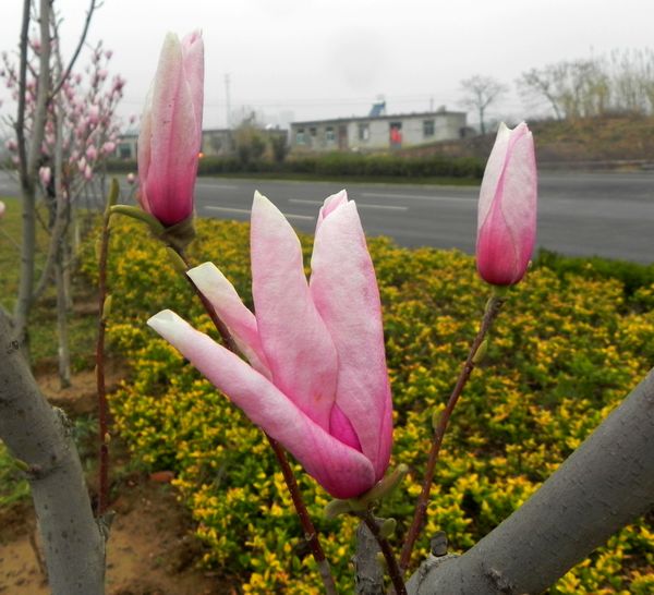 玉兰花开