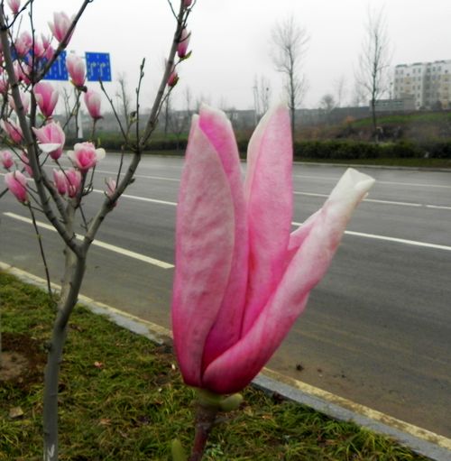 玉兰花开