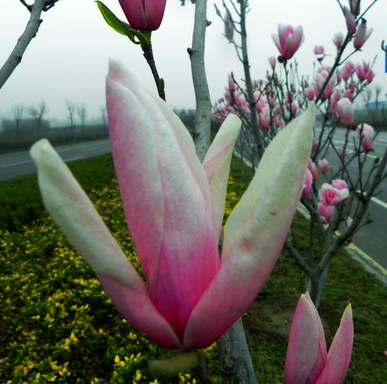玉兰花开