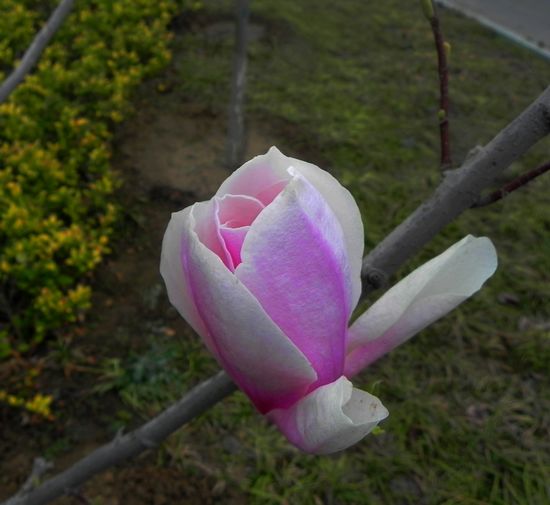 玉兰花开