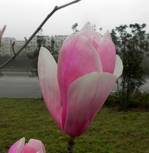 玉兰花开